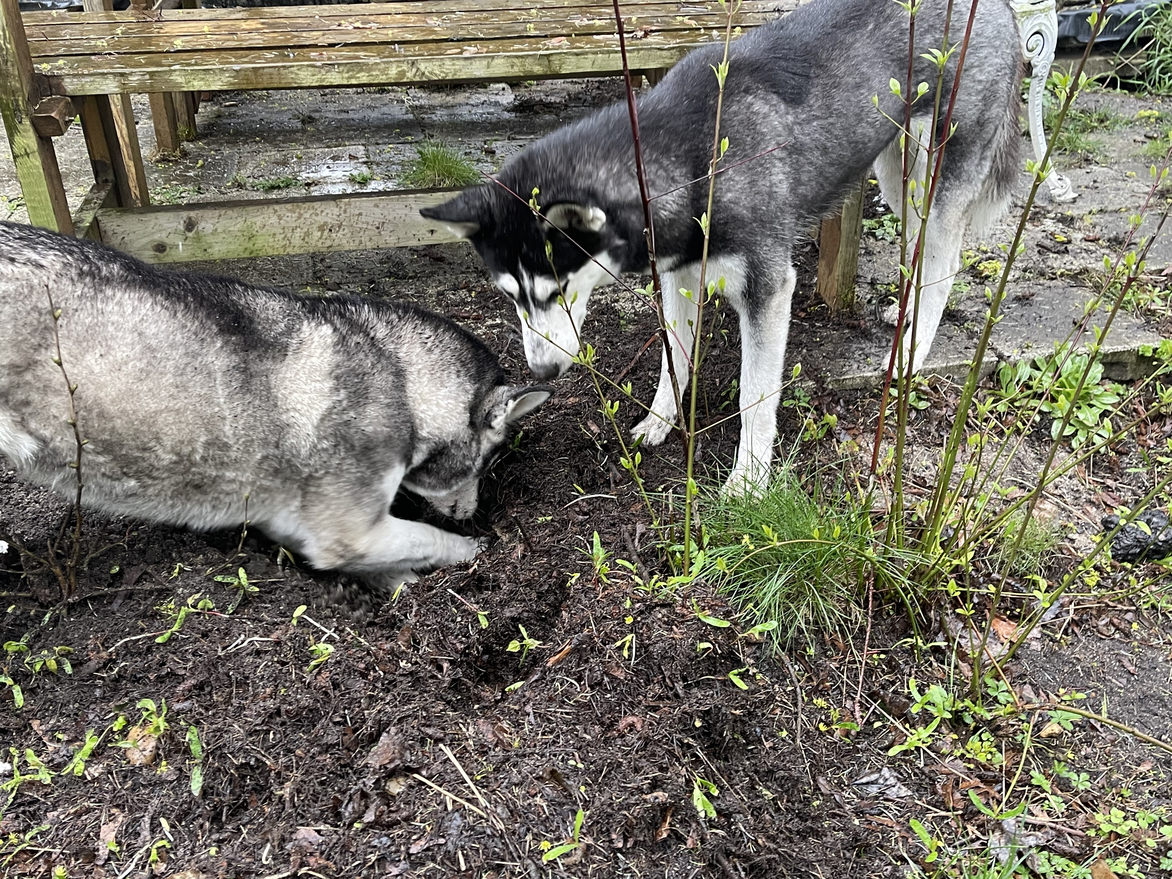 Unsere Huskys beim Buddeln